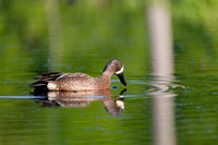 SONP-20122783