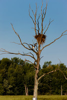 SONP-20109843