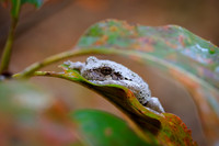 SONP-20123664
