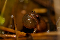 SONP-20121811