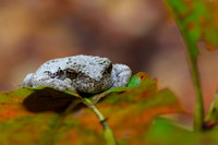 Amphibians
