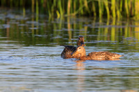 SONP-20122995-2