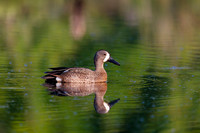 SONP-20122776