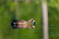 SONP-20122782