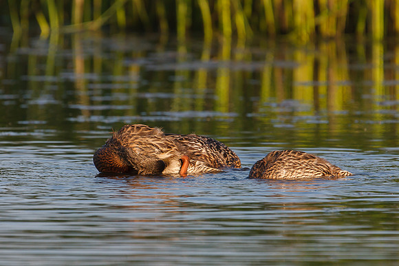 SONP-20122998-2
