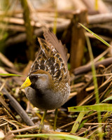 Various Birds