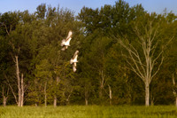 SONP-20109822