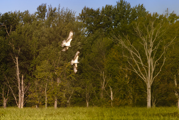 SONP-20109822