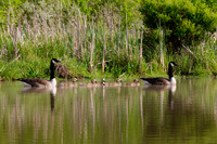 SONP-20122480