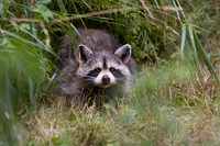 Mammals