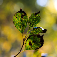 SONP-20149093