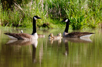 Canadian Geese
