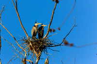SONP-20122145