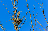 SONP-20122123