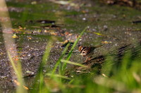 SONP-20108906