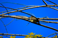 SONP-20109047