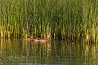 SONP-20122983