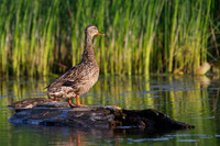 Ducks: Mallards