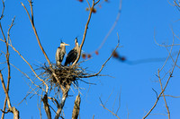 SONP-20122098